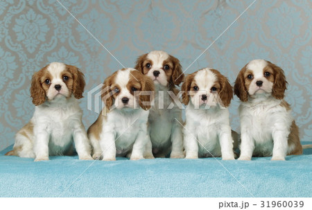 Cavalier king charles puppies on blue blanket Cavalier king charles puppies on blue blanket 31960039