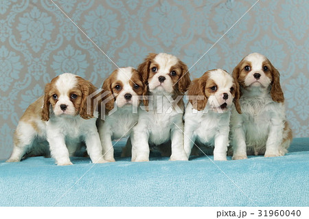 Cavalier king charles puppies on blue blanket Cavalier king charles puppies on blue blanket 31960040