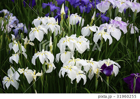 花菖蒲 満開 花菖蒲 満開 31960255