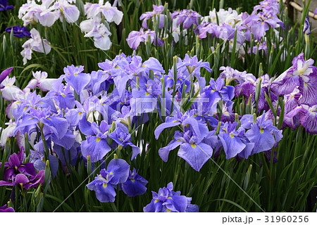 花菖蒲　満開 31960256