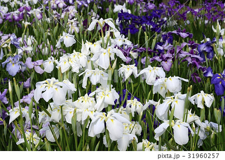 花菖蒲 満開 花菖蒲 満開 31960257