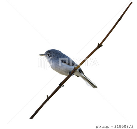 Blue-gray Gnatcatcher on a branch Blue-gray Gnatcatcher on a branch 31960372