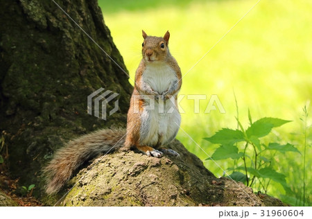 Ashy squirrel on tree 31960604