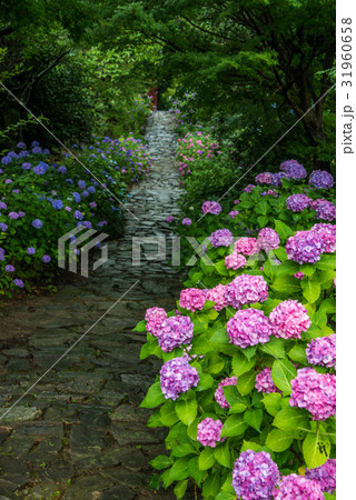 愛知県額田郡幸田町本光寺のあじさいと参道 31960658