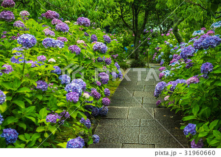 愛知県額田郡幸田町本光寺のあじさいと参道 愛知県額田郡幸田町本光寺のあじさいと参道 31960660