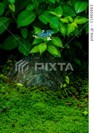 あじさいと苔庭 あじさいと苔庭 31960663