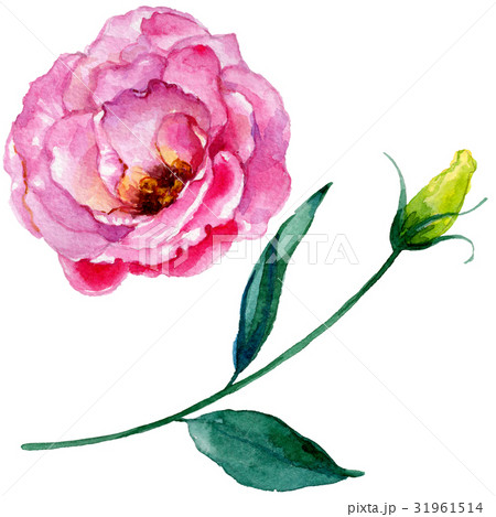 Wildflower rose flower in a watercolor style Wildflower rose flower in a watercolor style 31961514