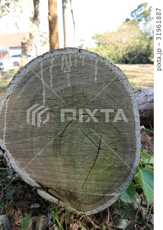 Bark texture background material 31961887