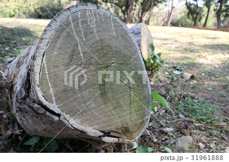 Bark texture background material 31961888