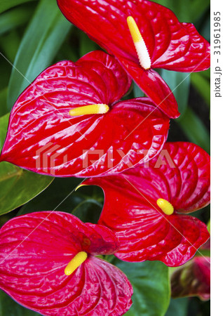 アンスリュウムの花 31961985