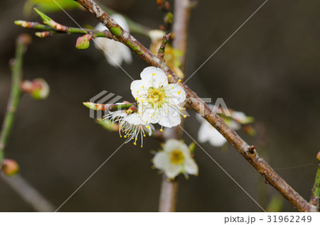 花 フラワー お花 31962249