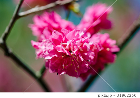 花 フラワー お花 31962250