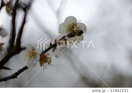 花 フラワー お花 31962252
