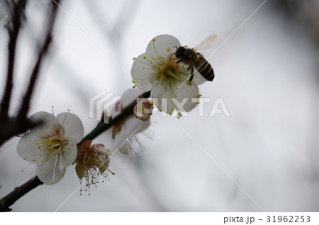 花 フラワー お花 31962253