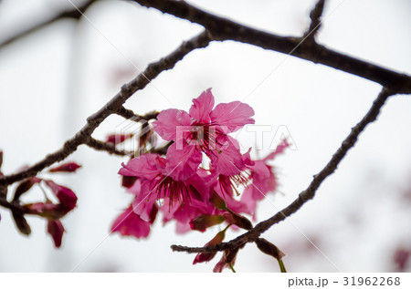 花 フラワー お花 31962268