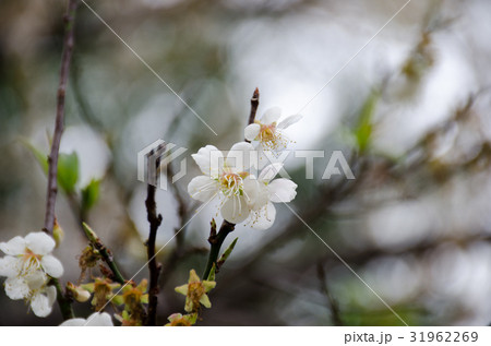 花 フラワー お花 31962269
