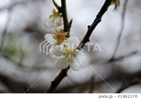 花 フラワー お花 31962270
