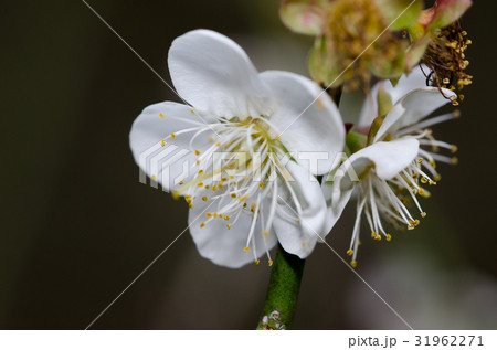 花 フラワー お花 31962271