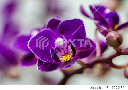 花 フラワー お花 31962272