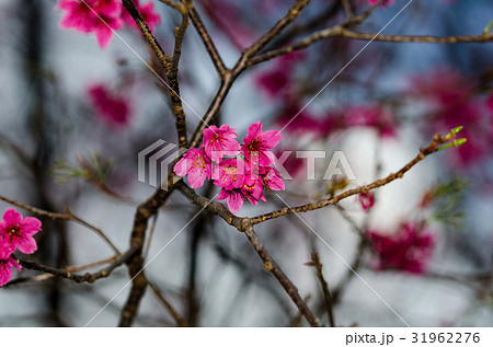 花 フラワー お花 31962276