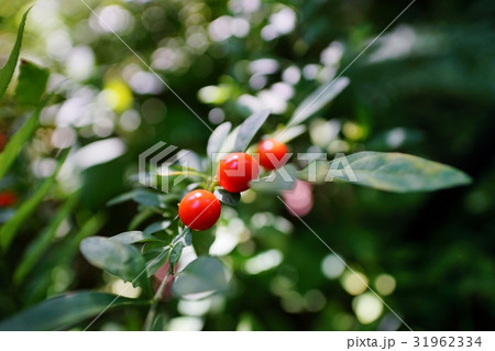 フユサンゴの実 フユサンゴの実 31962334