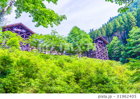 東京 三頭山 登山道の風景(森林館) 東京 三頭山 登山道の風景(森林館) 31962405