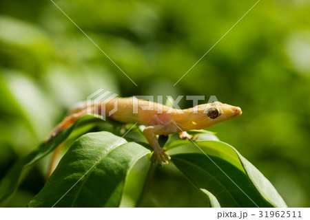 Yellow lizard Yellow lizard 31962511