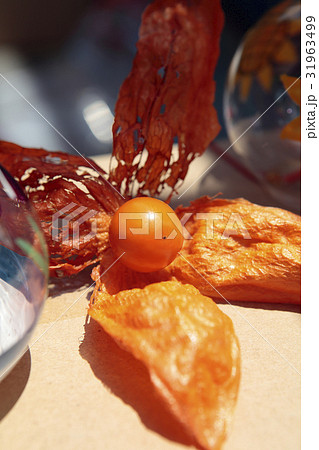 ほおずき市のほおすき 31963499