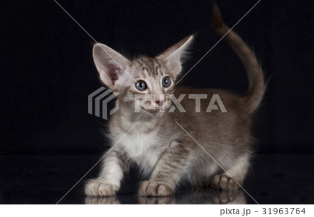 Oriental kitten smoke on black background 31963764