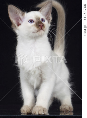 Balinese kitten on black background Balinese kitten on black background 31963766