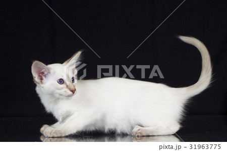 Balinese kitten on black background 31963775