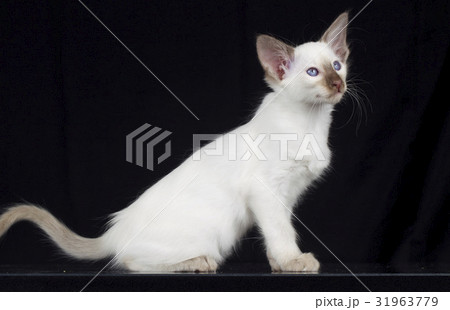 Balinese kitten on black background Balinese kitten on black background 31963779