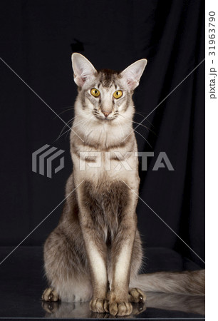 javanese cat sitting on black background 31963790