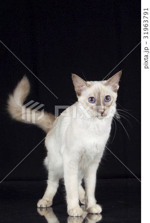balinese cat on black background 31963791