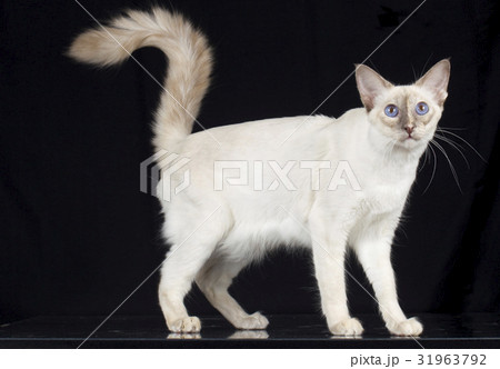 balinese cat on black background 31963792
