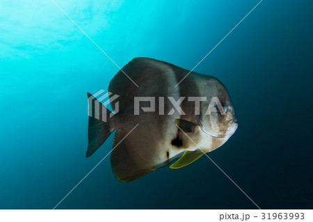 Teira Batfish (Platax teira) in the blue Teira Batfish (Platax teira) in the blue 31963993