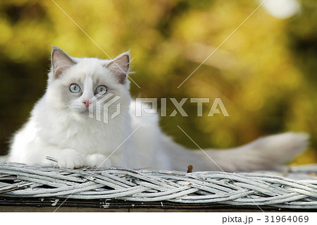Ragdoll cat in garden 31964069