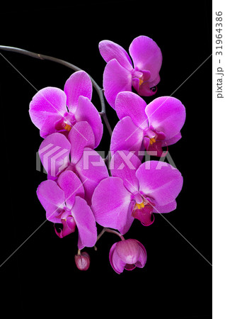 Purple Orchid on a black background Purple Orchid on a black background 31964386