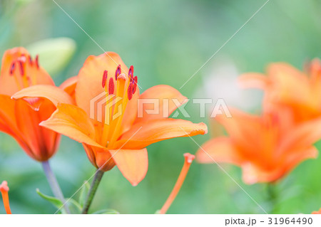 ゆり 品種(ブルネロ) ゆり 品種(ブルネロ) 31964490