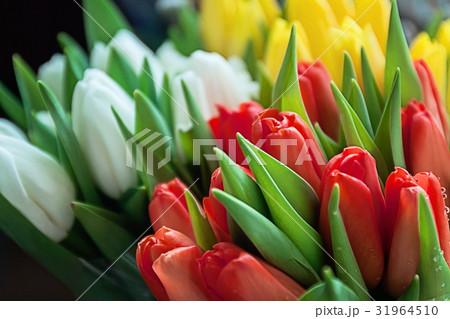 Close-up of bouquets of colorful tulips, red 31964510