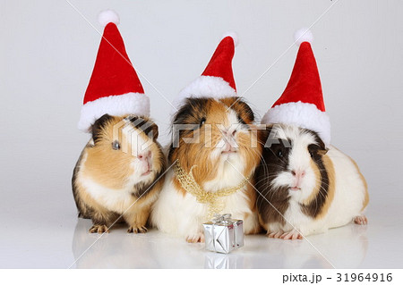 Three guinea pigs with santa hats Three guinea pigs with santa hats 31964916