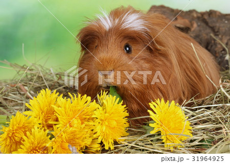 Guinea pig eating vegetables 31964925