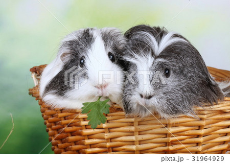 Two sheltie guinea pig in a basket Two sheltie guinea pig in a basket 31964929