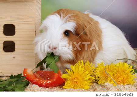Guinea pig eating vegetables Guinea pig eating vegetables 31964933