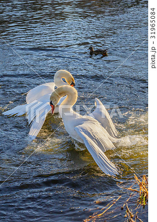 Fight of swans on the water 31965084