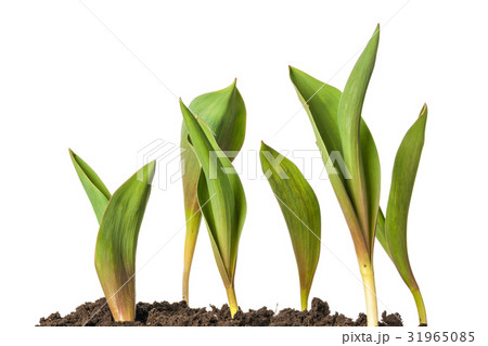 Green sprout of tulip flowers isolated Green sprout of tulip flowers isolated 31965085