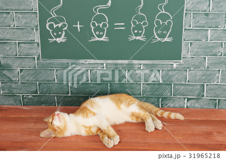 Foxy lazy Cat Foxy lazy Cat 31965218