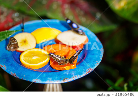 A shallow focus closup image of a beautiful A shallow focus closup image of a beautiful 31965486