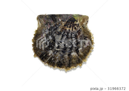 アコヤガイ 31966372