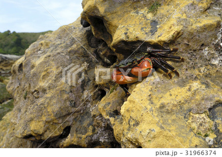 イワガニ 31966374